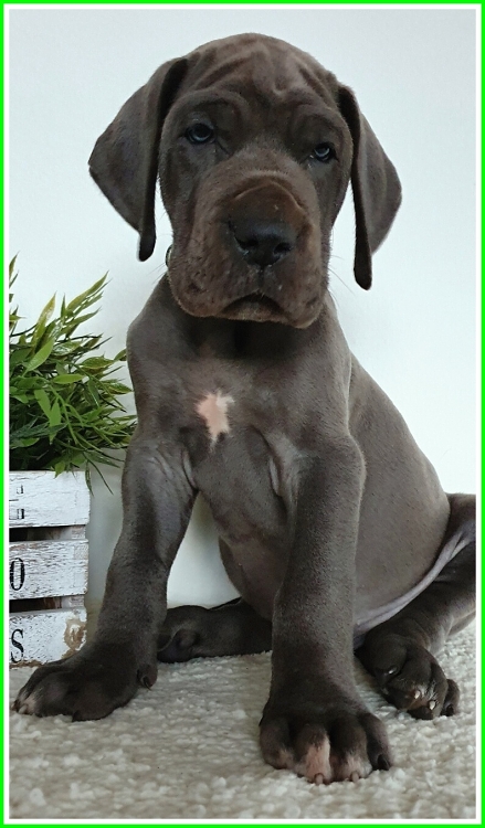 Litter Q 6 weeks